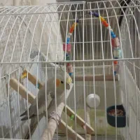 عروس هلندی|پرنده|اسلامشهر, مظفریه|دیوار