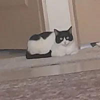 میلو خوشکل و ناز|گربه|شاهرود, |دیوار