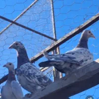 کوهی سرول نامور