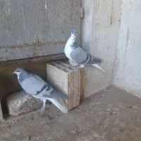 طوقی جفتی و|پرنده|اقبالیه, |دیوار