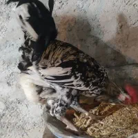 تخم مرغ نطفه دار|حیوانات مزرعه|مشگین شهر, |دیوار