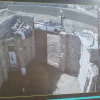 گمشده|حیوانات|نیشابور, مازول|دیوار