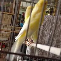 قناری  نر وماده سوپر .  یه سر. بخون  قرص