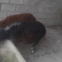 سلام دوستان دوتا بره نر بفروش میرسد