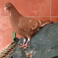 جوجه کارل از مولد نشسته و نر کلون نشسته