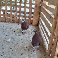 دانه 1ملیون