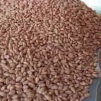 گندم بوجار شده