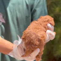 توی پودل دارک رد ( عروسکی ) نژاد اصیل|سگ|یزد, |دیوار