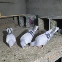 کبوتر نر بدر رنگ