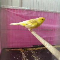 قناری نر مست ماده گیر