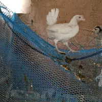 ۸ عدد جوجه ۳ ماهه