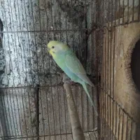 یک جفت مرغ عشق