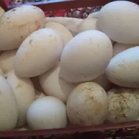 تخم غاز نطفه دار تازه