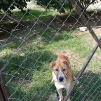 واگذاری سگ نگهبان خیلی حساس مخصوص نگهبانی