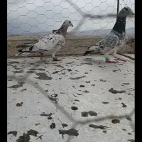 دوعدد هفرنگ آس ضربه
