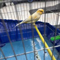 قناری رسمی بلند نر بخون