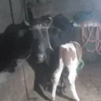 فروش کاو|حیوانات مزرعه|شیرگاه, |دیوار