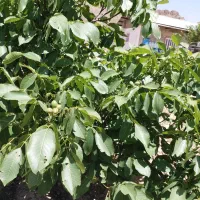 فروش یا معاوضه زمین کشاورزی