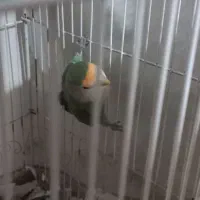 واگذاری طوطی