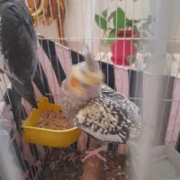 ۲عدد عروس هلندی|پرنده|بومهن, |دیوار