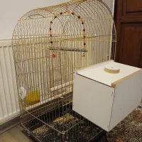 عروس طوطی|پرنده|تبریز, |دیوار