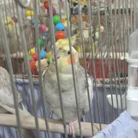 ۱جفت عروس هلندی جوان ومولد