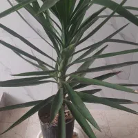 گل طبیعی