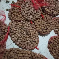 گردو‌ درشت