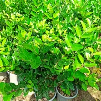 یاس هلندی ، یاس