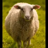 فروش گوسفند