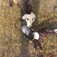 چهل راس گوسفند آبستن وبره دار جوان بالای ۸۰گیلو|حیوانات مزرعه|اردبیل, |دیوار