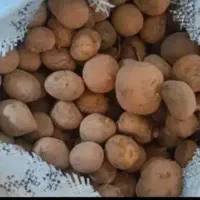 سیب گاوی فندقی دامی|لوازم جانبی حیوانات|قیدار, |دیوار