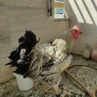 خروس