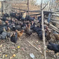 فروش حدود۵۵مرغ سالم وتخم گزار|حیوانات مزرعه|شهمیرزاد, |دیوار