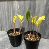 گل زاموفیلیا ابلق و اگلونما خاص و پتوس فرانسوی