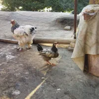 مرغ وخروس برهما مرندی لاری|حیوانات مزرعه|مشهد, نیزه|دیوار