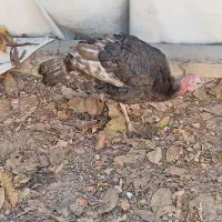 بو قلمون 2 تا نر و 1 عدد ماده جوانه|حیوانات مزرعه|قوچان, |دیوار