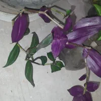 گل فقط 20 تومن|گل و گیاه طبیعی|ارومیه, |دیوار