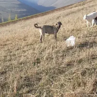 ماده عراقی ۱۵ ماهه اصل|سگ|مشگین شهر, |دیوار