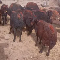 ۷۰راس کاور و میش قره غزل جنس عتیقه،|حیوانات مزرعه|مشهد, شهرک مطهری|دیوار