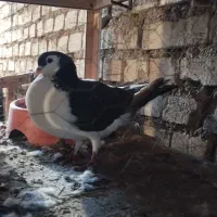 کبوتر شیرازی