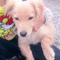 سگ پامر اشپیز