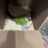 ماده گرینچیک