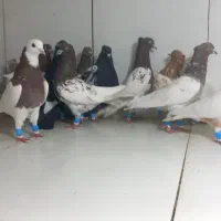 دسته ۲۰تایی پرشی رنگی