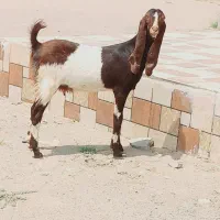 گیسه پتیری اصل ( رودبار شاه آباد)