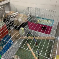 مرغ عشق|پرنده|اصفهان, ارداجی|دیوار