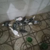 چند عدد کفتر مشتی قناری پرتغالی۲تا یک جفت فنج کینگ|پرنده|پاکدشت, حصار امیر|دیوار