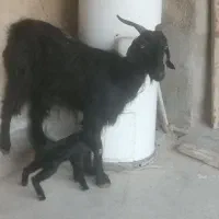 بز دوتا برای فروش