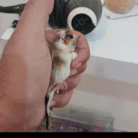 سهره ماده چونه سفید