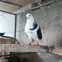 کبوتر|پرنده|ساری, |دیوار